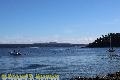Chemainus Orcas